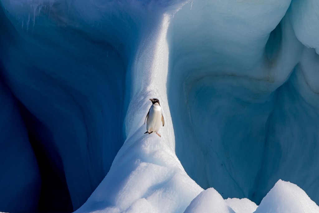 Adelie_Penguin_on_an_Iceberg__1_