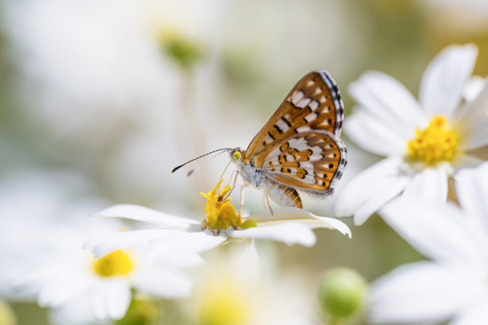 Macro-Photo-of-Butterfly-with-Nikon-Z-105mm-f2.8-S-960x640